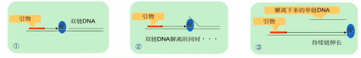 Bst DNA聚合酶的链置换原理
