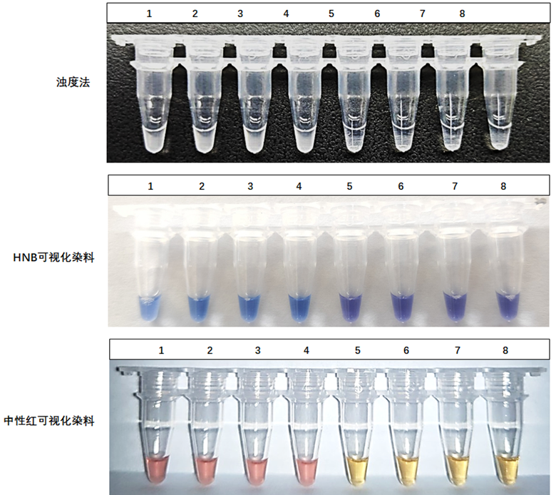 1-4：ASFV-p72基因质粒；5-8：NTC